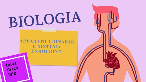 Apparato urinario e Sistema endocrino