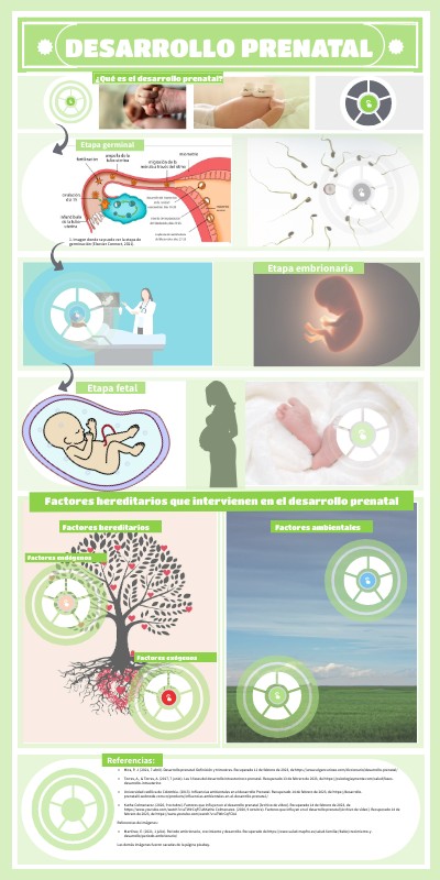Infografía del desarrollo prenatal | Genially