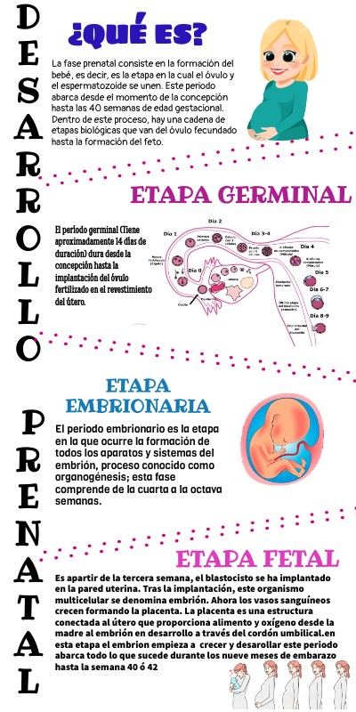 Infografía DESARROLLO PRENATAL | Genially