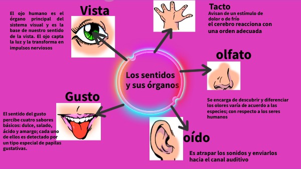 MAPA MENTAL CINCO SENTIDOS | Genially