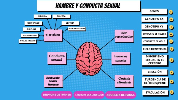 BRAIN MINDMAP | Genially