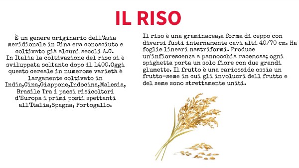 Riso | Genially