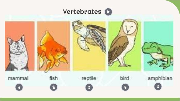 Vertebrates (2EP)