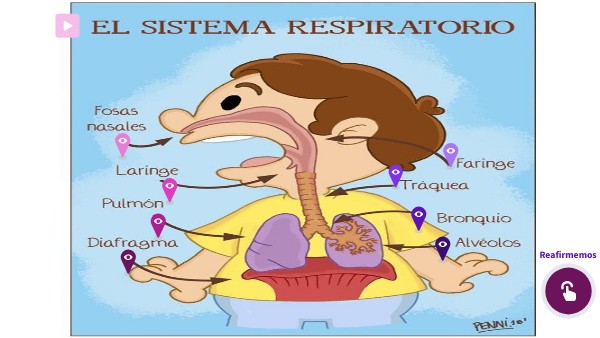 IMAGEN INTERACTIVA SISTEMA RESPIRATORIO