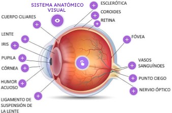 sistema anatómico visual