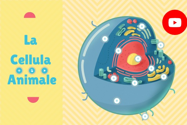 La cellula Umana