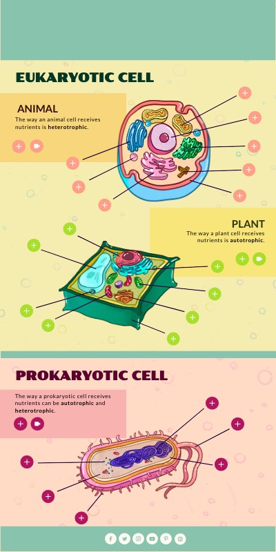 TYPES OF CELLS: VERTICAL INFOGRAPHIC | Genially