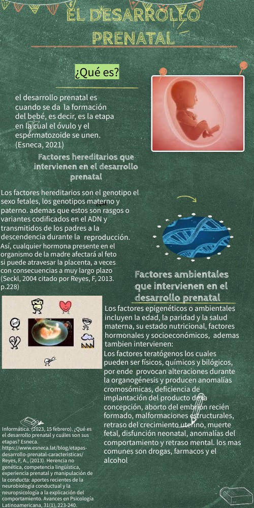 infografía desarrollo prenatal | Genially