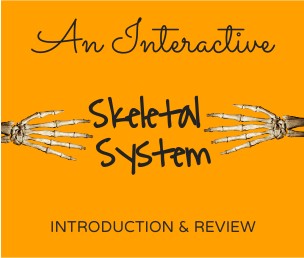Skeletal System Interactive