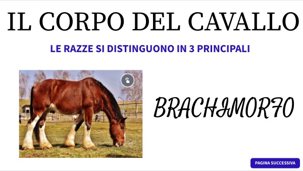 IL CAVALLO
