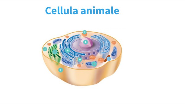 Poster interattivo cellula