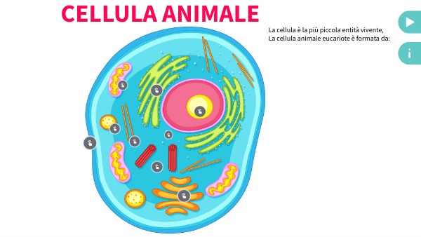 Poster interattivo cellula