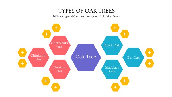 Type of Oak Trees | Genially