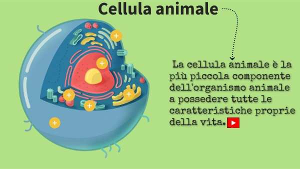 Poster interattivo cellula