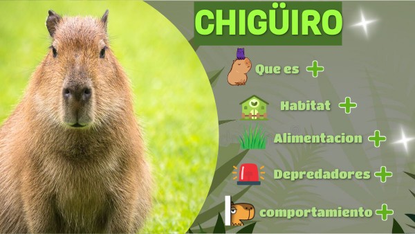 capibara información y