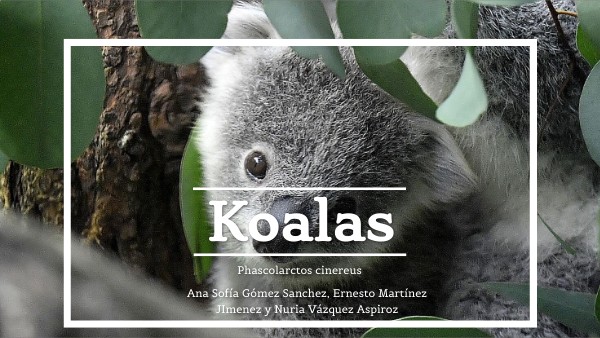 VISUAL KOALA