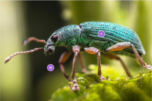 Interactive image | Genially