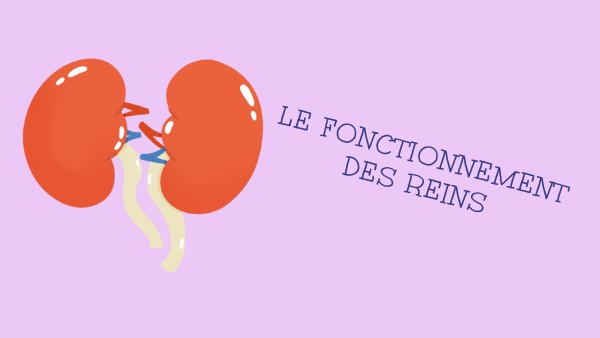 le fonctionnement des reins | Genially