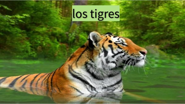 los tigres