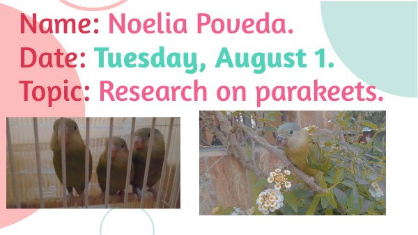PARAKEETS - EXPOCISION