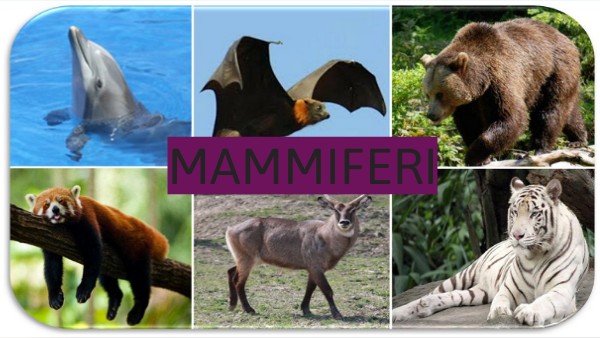 ANIMALS PRESENTATION | Genially