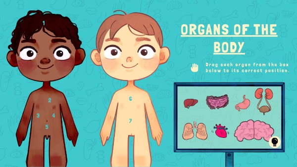 INTERACTIVE GAME - PUT THE ORGANS IN THE RIGHT PLACE | Genially