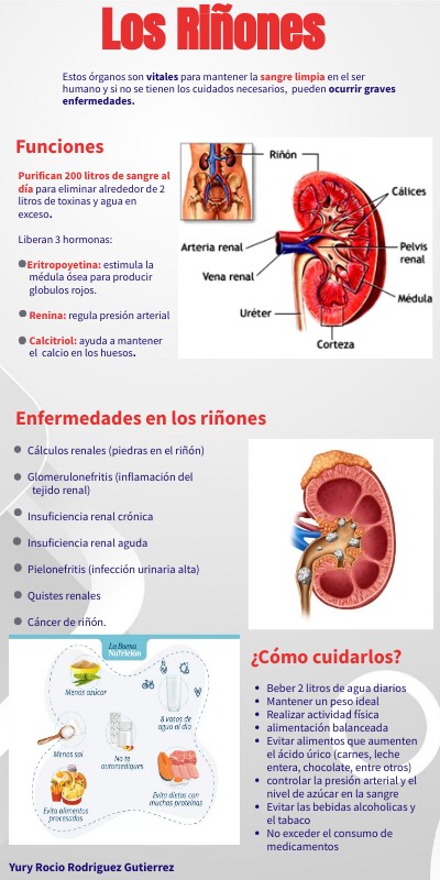 Infografia Del Riñon | Genially