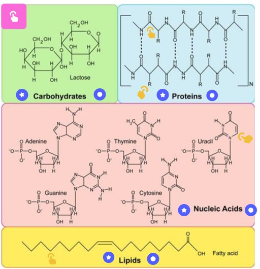 biomolecules | Genially