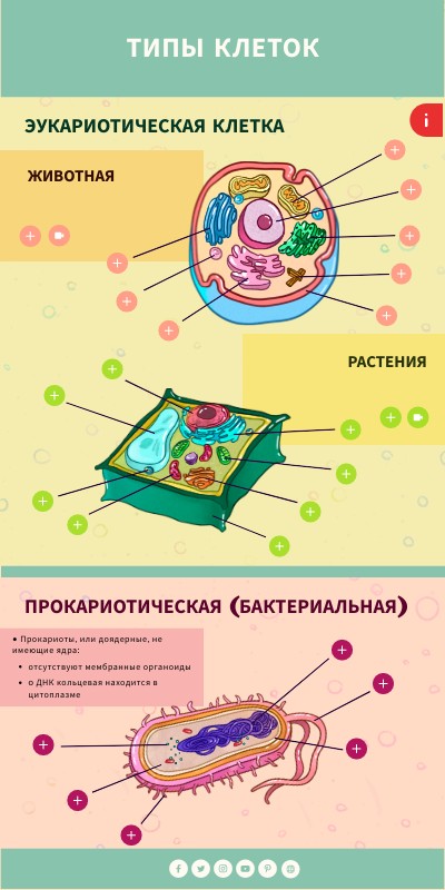 Типы клеток | Genially