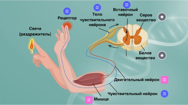 Рефлекторная дуга