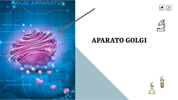el aparato golgi