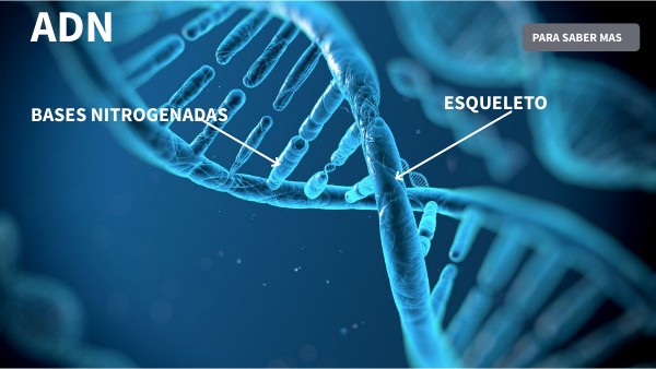 El adn | Genially