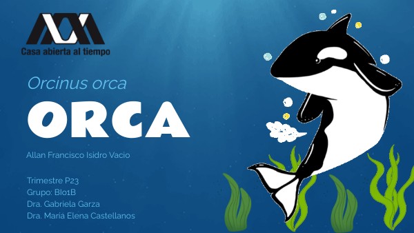 Orca
