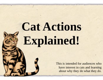 Cat Actions Explained