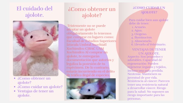 El cuidado del ajolote | Genially