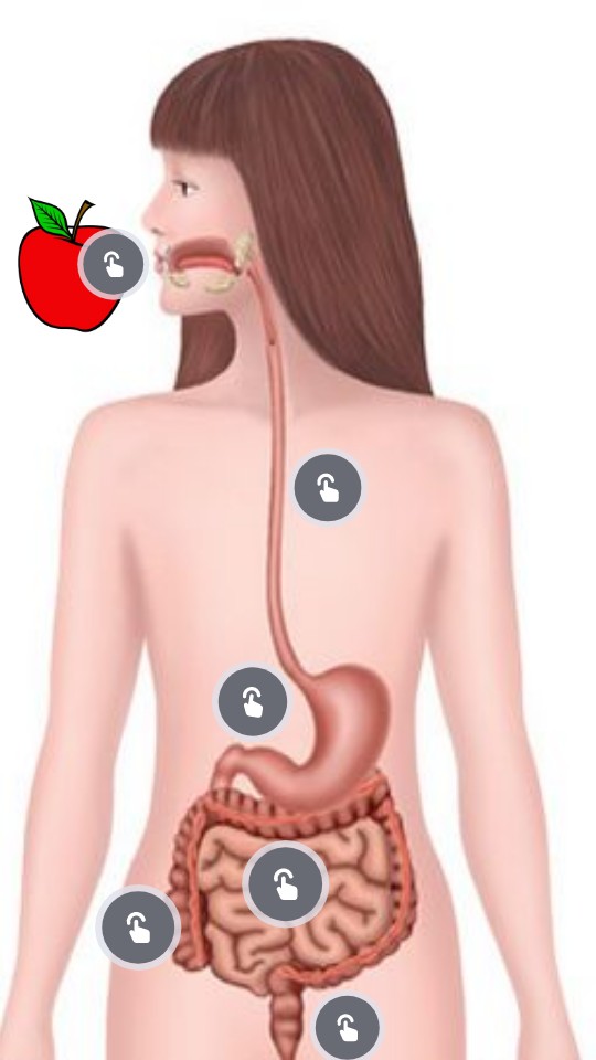 Essential Vertical Interactive Image | Genially
