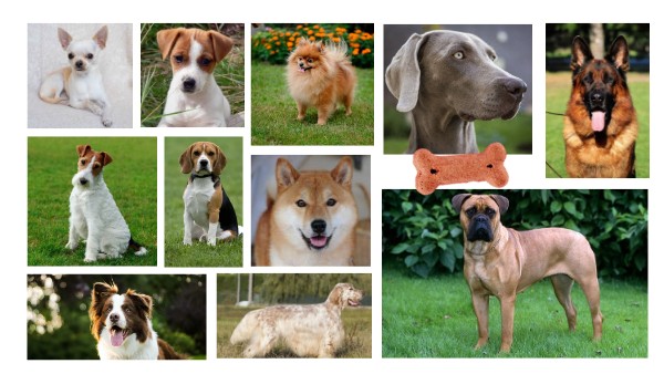 perros y razas