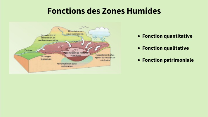 Fonctions des zones humides