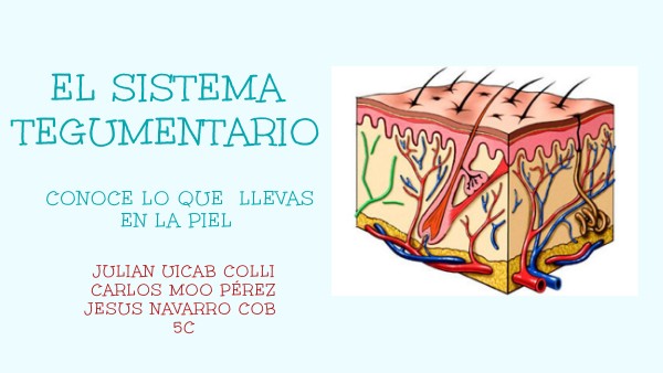 El Sistema Tegumentario