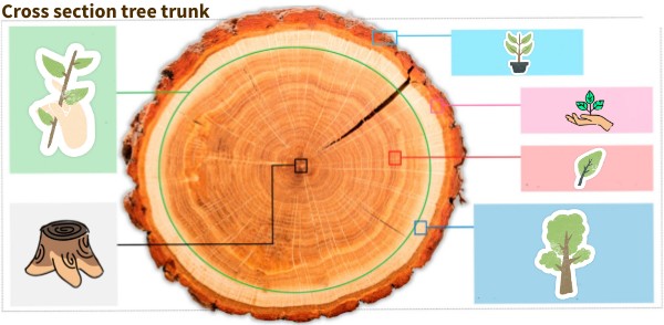 Cross section tree trunk.