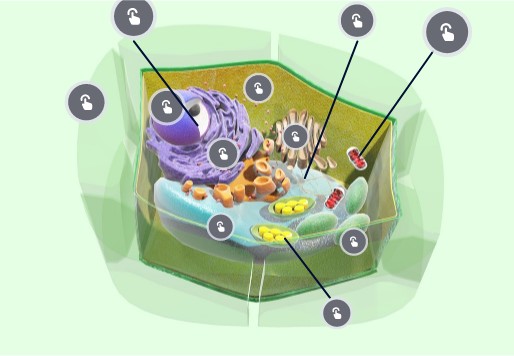 Plant cell