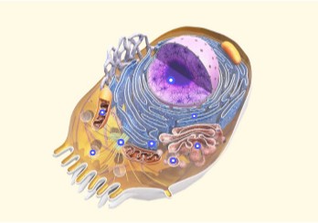 Animal cell