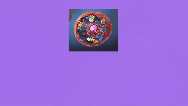 Essential Interactive Image