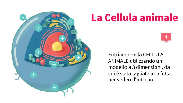 Poster interattivo cellula