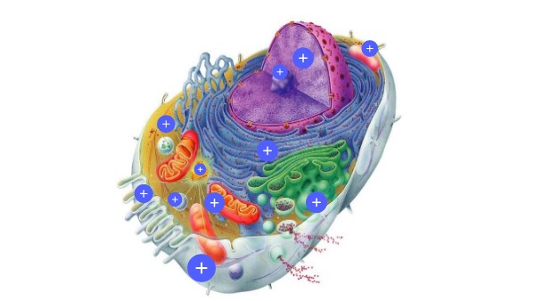 La cellula