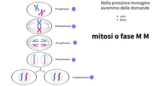 Poster interattivo cellula