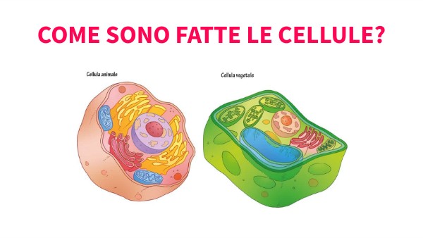 Poster interattivo cellula