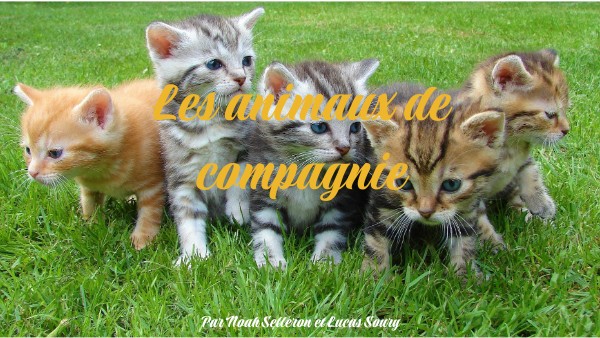 Pets | Genially