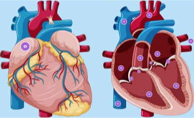 CUORE | Genially