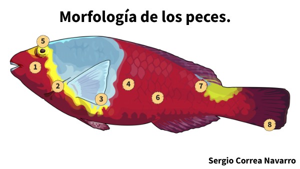 MORFOLOGÍA DE UN PEZ | Genially